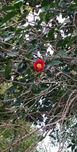 鎮懐石八幡宮の自然