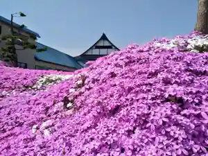 雨竜 専福寺(北海道)(2025年05月17日(土) 19時19分38秒投稿)