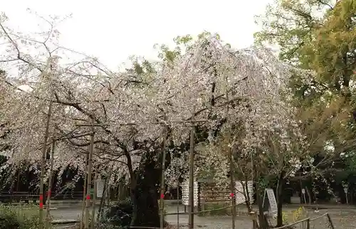 水無瀬神宮(大阪府)
