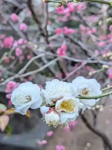 成子天神社(東京都)