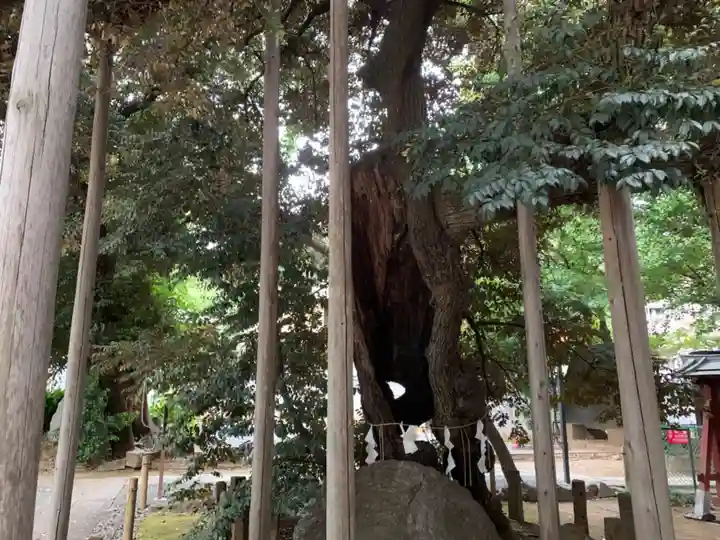 金王八幡宮の自然