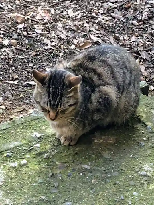 伏見稲荷大社の動物