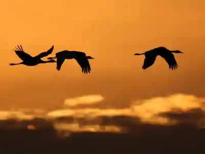 箱崎八幡神社の動物
