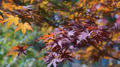 龍田大社(奈良県)