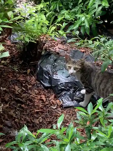 三輪神社の動物