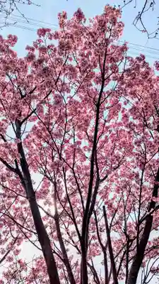 新萱田水神宮の自然