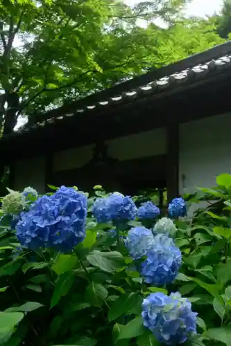 明月院(神奈川県)