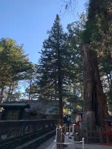 日光東照宮の自然