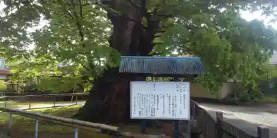 稲荷神社の自然