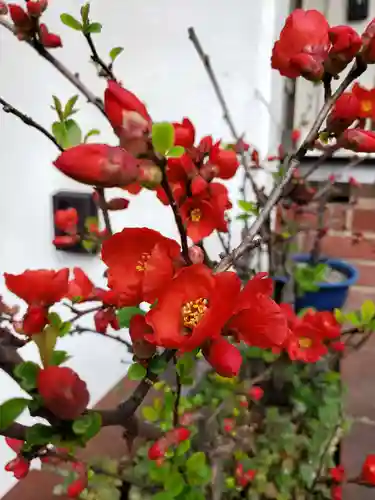 麻布氷川神社の自然