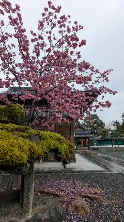 大歳神社(京都府)