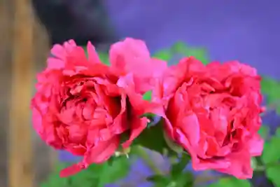 龍蔵寺(山口県)