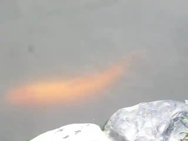 鶴岡八幡宮の動物