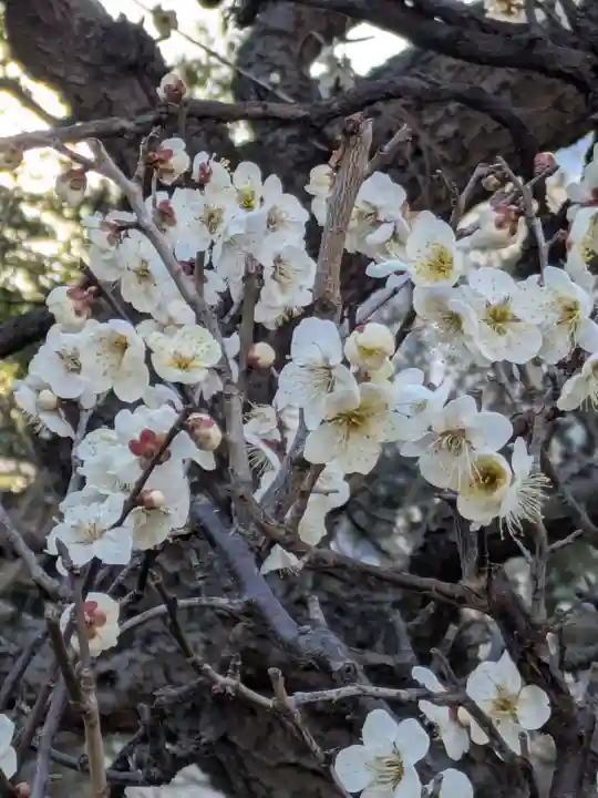 湯島天満宮(東京都)