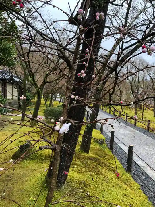 禅林寺(永観堂)の自然