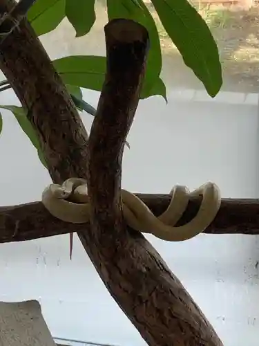 岩国白蛇神社の動物
