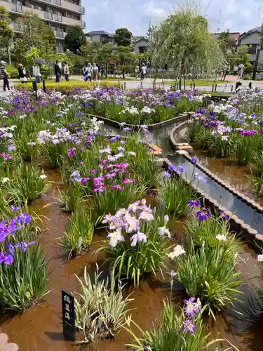 堀切天祖神社の自然