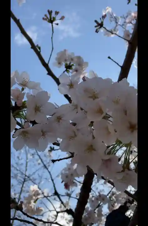 寛永寺不忍池弁天堂の{uncategorized: "未分類", other: "その他", undefined: "問題あり", building: "その他建物", grave: "お墓", sacred_gate: "鳥居", guardian: "狛犬", statue: "像", buddha: "仏像", history: "歴史", nature: "自然", garden: "庭園", animal: "動物", pagoda: "塔", temizu: "手水舎", mountain_gate: "山門・神門", sanctuary: "本殿・本堂", subordinate: "末社・摂社", art: "芸術", scenery: "景色", jizo: "地蔵", ema: "絵馬", goshuin: "御朱印", omikuji: "おみくじ", items: "授与品その他", amulet: "お守り", goshuincho: "御朱印帳", eats: "食事", festival: "お祭り", votive_dance: "神楽", shichigosan: "七五三参", wedding: "結婚式", experience: "体験その他", initially: "初詣", around: "周辺", anti_infection: "感染症対策"}