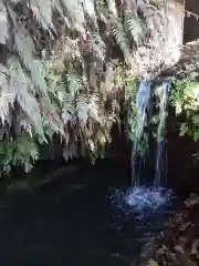 銭洗弁財天宇賀福神社の自然