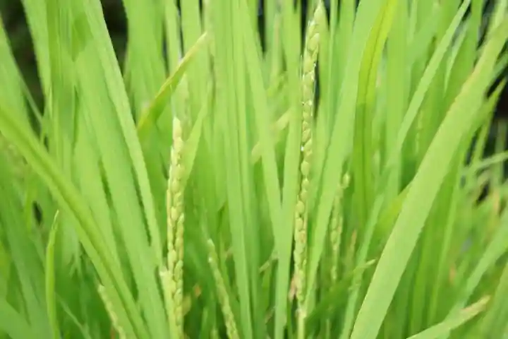横浜御嶽神社の自然