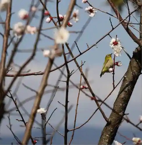 梅林寺(福岡県)