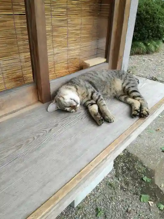 鷲宮神社の動物