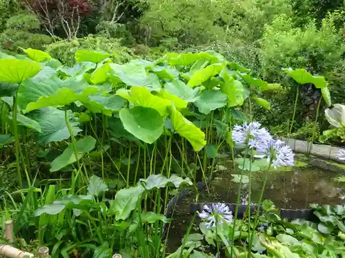 能蔵院の庭園