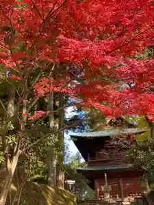 比叡山延暦寺の自然(2022年11月16日(水) 10時36分33秒投稿)