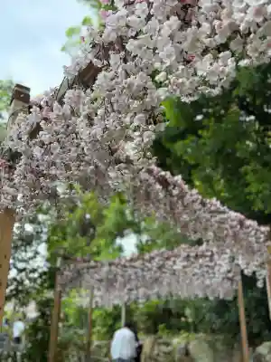 川越氷川神社(埼玉県)