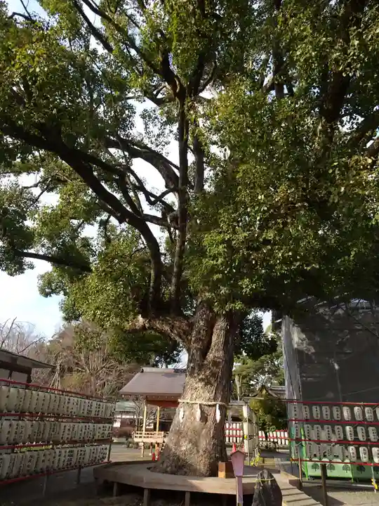 平野神社の自然