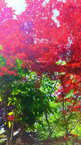 彌彦神社　(伊夜日子神社)の自然
