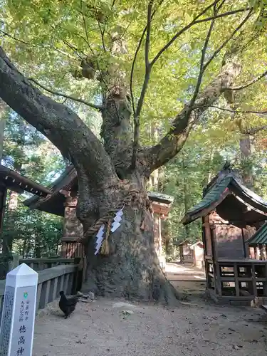穂高神社本宮の自然