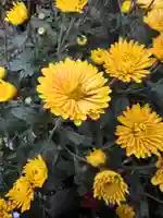 大宮温泉神社(栃木県)