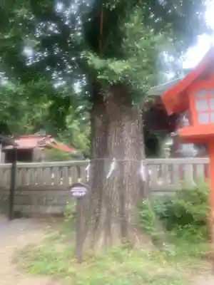 長沼八幡宮(栃木県)