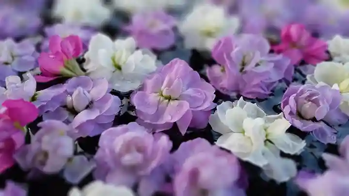 阿邪訶根神社(福島県)
