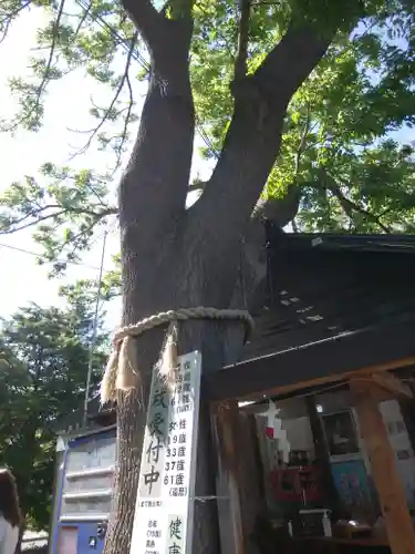 札幌諏訪神社の自然