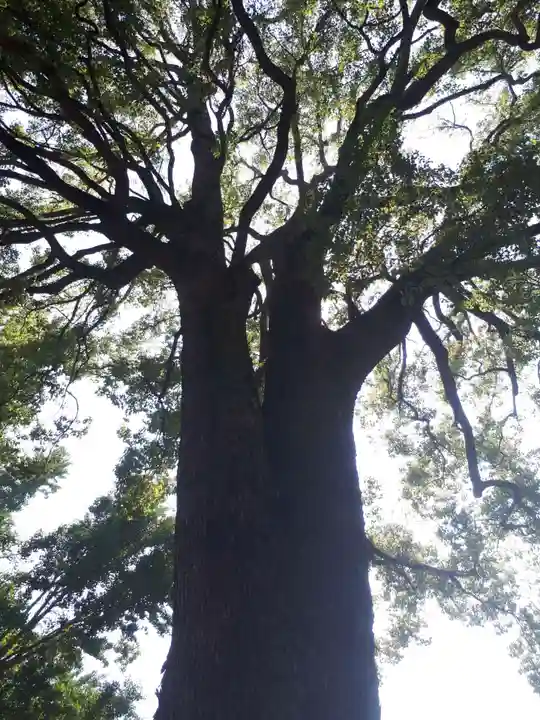 冠稲荷神社の自然