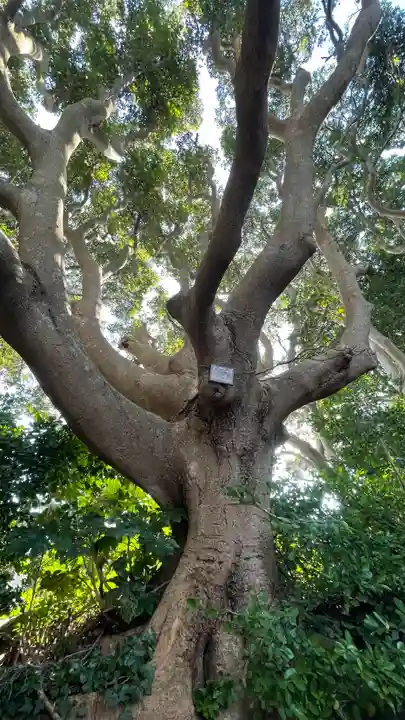 酒列磯前神社の自然
