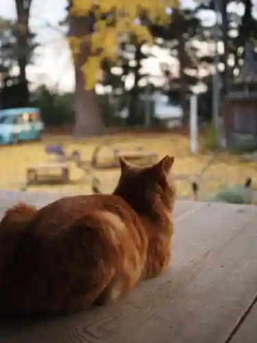 天王山 安楽寺の動物