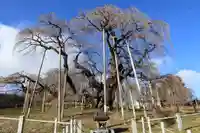 瀧桜神明宮の自然