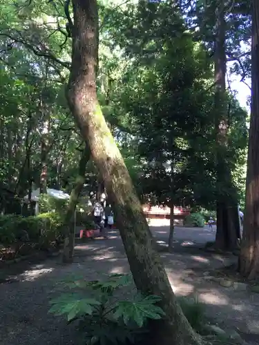 大宮八幡宮の自然