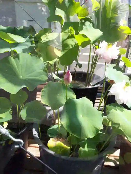 極楽山 浄土寺の自然