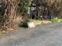 森厳寺の動物