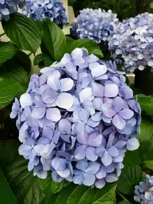 妙法寺(東京都)