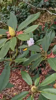 三室戸寺(京都府)