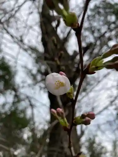 多治速比売神社の自然