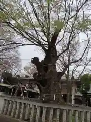 高城神社の自然