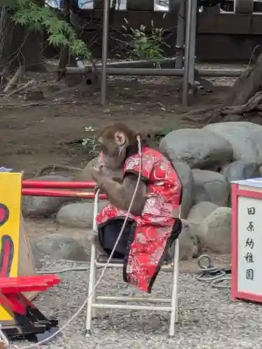浅草神社の動物