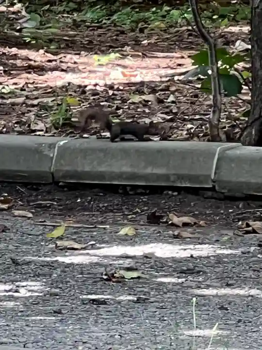 北海道神宮の動物
