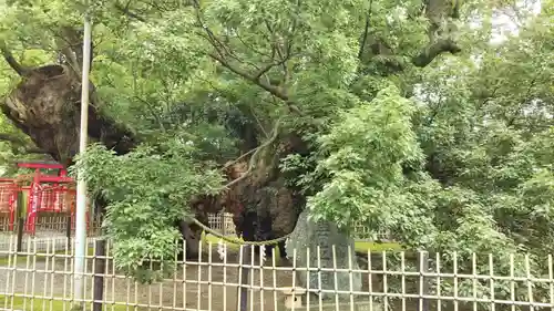 浜松八幡宮の自然